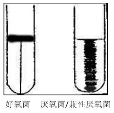 需氧類型圖片
