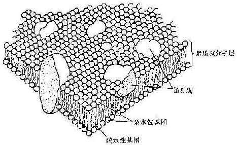 細胞膜結構的物質組成及作用