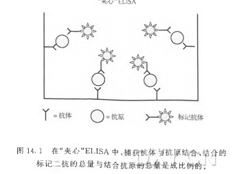 圖 14. 1 在“夾心’’ELISA中，捕獲抗體與抗原結合，結合的 標記一抗的總量與結合抗原的總量是成比例的。